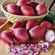 Cibule šalotka Schelia jarní červená - Allium cepa L. - osivo cibule - 150 ks