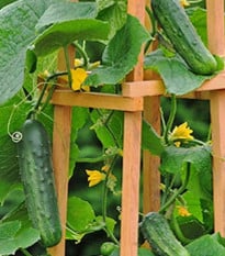 Okurka Patio Snacker F1 - vhodné pro balkóny - Cucumis sativus - osivo okurky - 8 ks