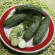 Okurka Patio Snacker F1 - vhodné pro balkóny - Cucumis sativus - osivo okurky - 8 ks