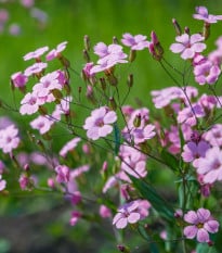 Šáter pacifický - Nevěstin závoj - Gypsophila pacifica - osivo šáteru - 100 ks