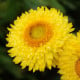 Slaměnka Lemon Yellow - Helichrysum bracteosum - osivo slaměnky - 300 ks