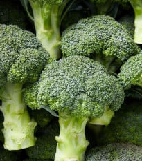 Brokolice Marathon F1 - Brassica oleracea - osivo brokolice - 30 ks
