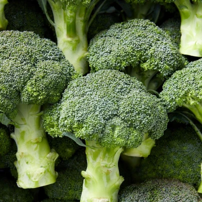 Brokolice Marathon F1 - Brassica oleracea - osivo brokolice - 30 ks