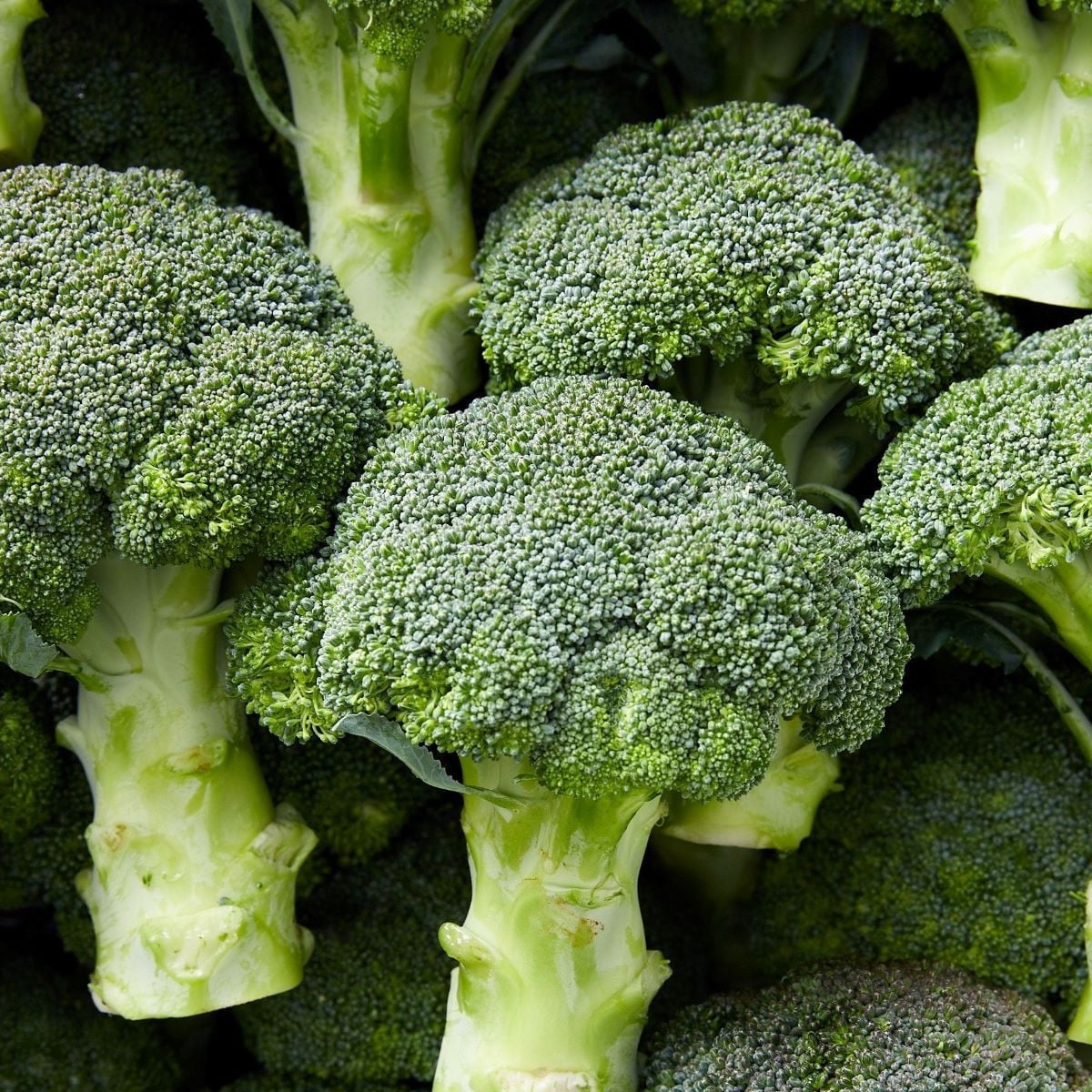 Brokolice Marathon F1 - Brassica oleracea - osivo brokolice - 30 ks