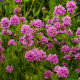 Kohoutek alpský - Lychnis alpina - osivo kohoutku - 20 ks