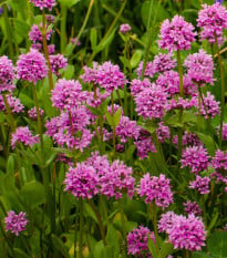 Kohoutek alpský - Lychnis alpina - osivo kohoutku - 20 ks