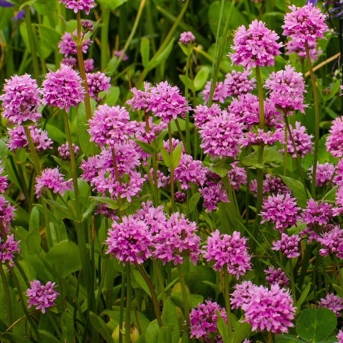 Kohoutek alpský - Lychnis alpina - osivo kohoutku - 20 ks