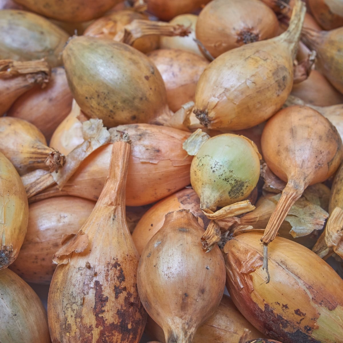 BIO Cibule sazečka Sturon - Allium cepa - bio cibulky sazečky - 250 g