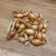BIO Cibule sazečka Sturon - Allium cepa - bio cibulky sazečky - 250 g