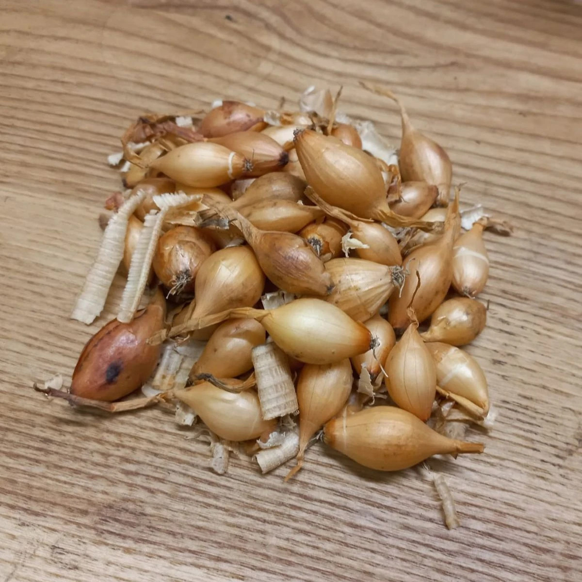 BIO Cibule sazečka Sturon - Allium cepa - bio cibulky sazečky - 250 g