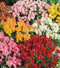 Hledík větší Tom Pouce - Antirrhinum majus L. - osivo hledíku - 300 ks