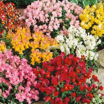 Hledík větší Tom Pouce - Antirrhinum majus L. - osivo hledíku - 300 ks