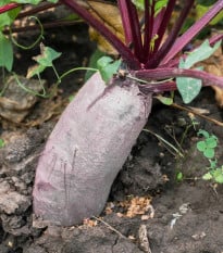 BIO Řepa červená Formanova - Beta vulgaris - bio osivo řepy - 50 ks