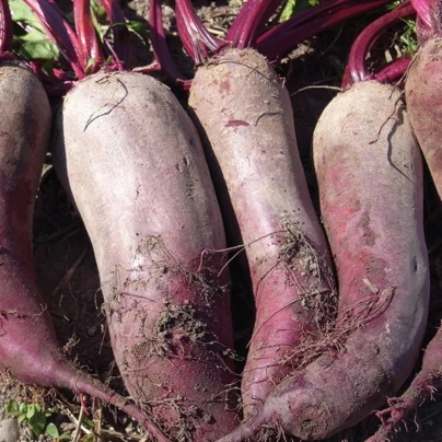 BIO Řepa červená Formanova - Beta vulgaris - bio osivo řepy - 50 ks