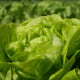 BIO Salát hlávkový Lucinde - Lactuca sativa - bio osivo salátu - 100 ks