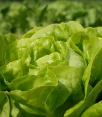 BIO Salát hlávkový Lucinde - Lactuca sativa - bio osivo salátu - 100 ks
