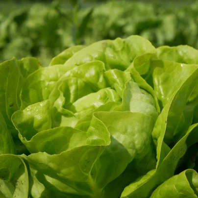 BIO Salát hlávkový Lucinde - Lactuca sativa - bio osivo salátu - 100 ks