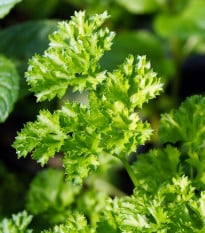 Petržel Zelená Perla - Petroselinum crispum - osivo petržele - 800 ks