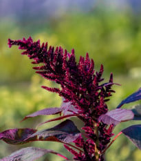 Laskavec Pygmy Torch - Amaranthus hypochondriacus - osivo laskavce - 100 ks