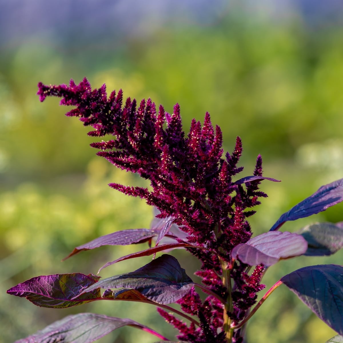 Laskavec Pygmy Torch - Amaranthus hypochondriacus - osivo laskavce - 100 ks