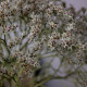 Suchobýl tatarský - Limonium tataricum - osivo suchobýlu - 50 ks
