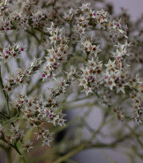 Suchobýl tatarský - Limonium tataricum - osivo suchobýlu - 50 ks