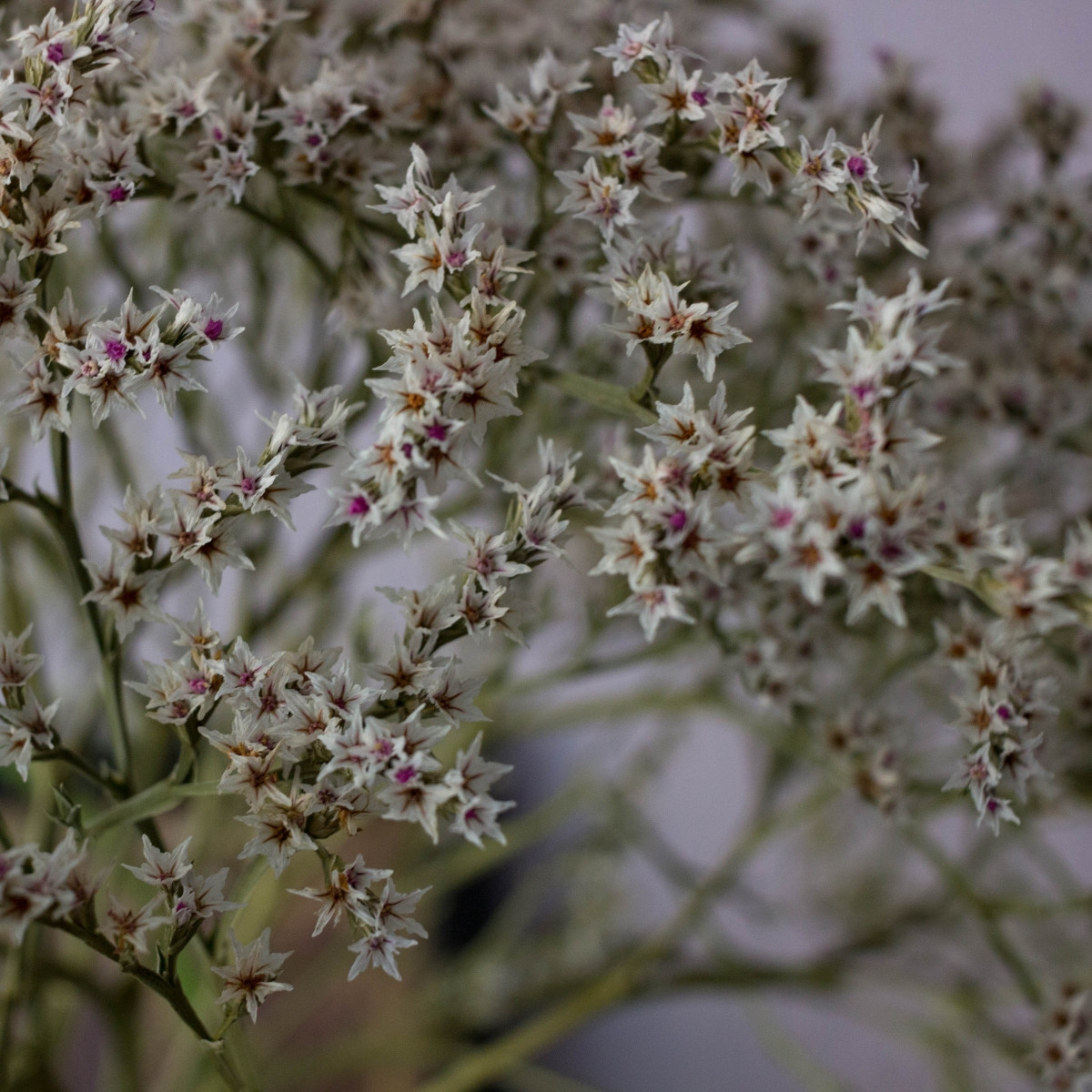 Suchobýl tatarský - Limonium tataricum - osivo suchobýlu - 50 ks