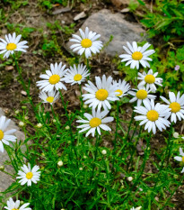 Kopretina úzkolistá - Leucanthemum graminifolium - osivo kopretiny - 50 ks