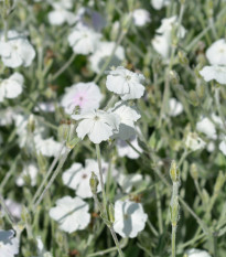 Kohoutek věncový White - Lychnis coronaria - osivo kohoutku - 100 ks