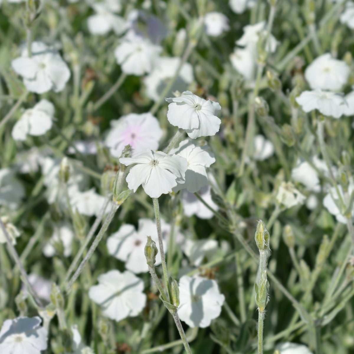 Kohoutek věncový White - Lychnis coronaria - osivo kohoutku - 100 ks