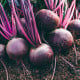 BIO Červená řepa Boro F1 - Beta vulgaris - bio osivo řepy - 50 ks