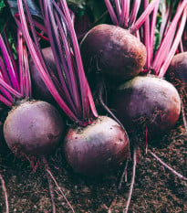 BIO Červená řepa Boro F1 - Beta vulgaris - bio osivo řepy - 50 ks