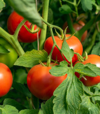 Rajče Dalimil - Solanum lycopersicum - osivo rajčat - 0,1 g