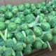BIO Kapusta růžičková Igor F1 - Brassica oleracea - bio osivo kapusty - 20 ks