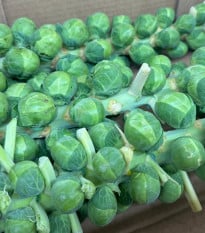 BIO Kapusta růžičková Igor F1 - Brassica oleracea - bio osivo kapusty - 20 ks