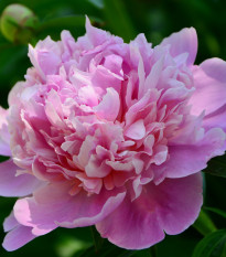 Pivoňka Dr. Alex Flamming - Paeonia lactiflora - hlízy pivoněk - 1 ks