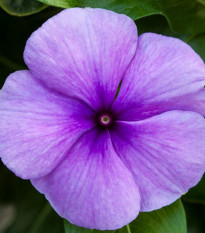Barvínek Vitesse Blue F1 - Catharanthus r.- osivo barvínku - 30 ks