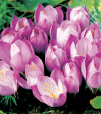 Krokus podzimní Zonatus - Crocus zonatus - hlízy krokusů - 3 ks
