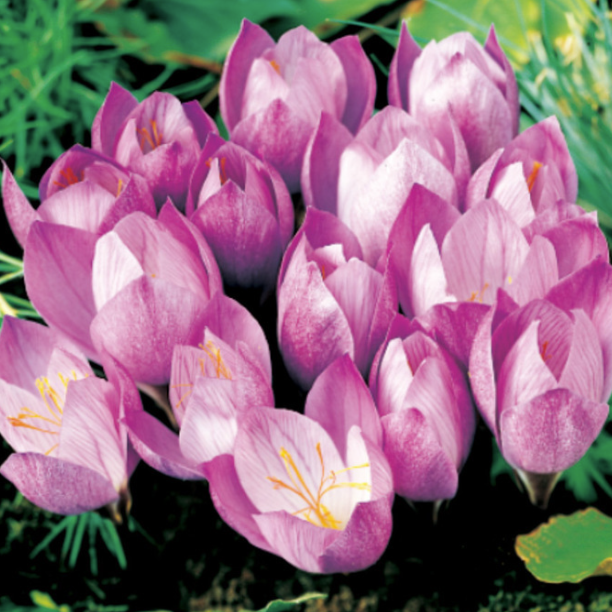 Krokus podzimní Zonatus - Crocus zonatus - hlízy krokusů - 3 ks