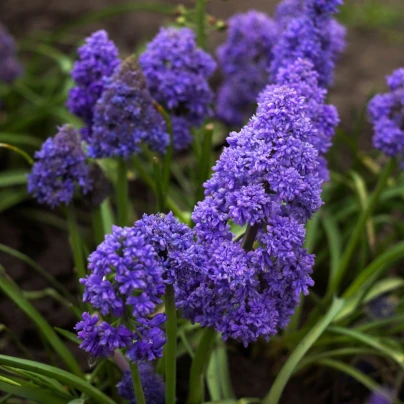 Modřenec arménský Fantasy Creation - Muscari armeniacum - cibule modřenců - 5 ks