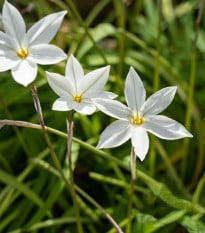Jarní hvězdička Alberto Castilo - Ipheion uniflorum - cibule hvězdiček - 5 ks