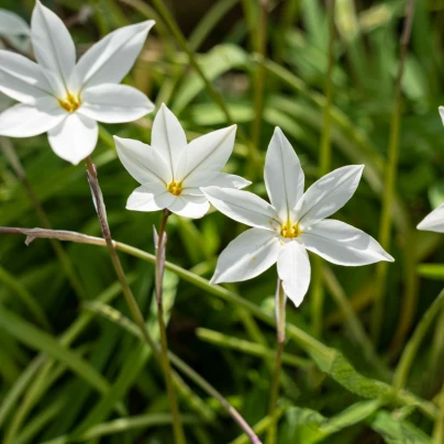 Jarní hvězdička Alberto Castilo - Ipheion uniflorum - cibule hvězdiček - 5 ks