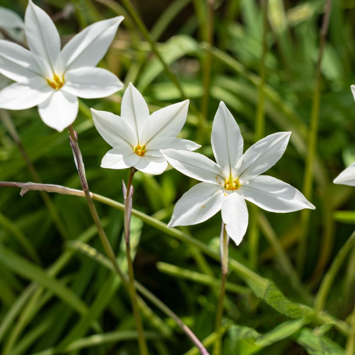 Jarní hvězdička Alberto Castilo - Ipheion uniflorum - cibule hvězdiček - 5 ks