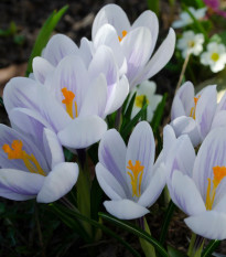 Krokus Candle Light - Crocus - hlízy krokusů - 3 ks