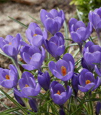 Krokus Aqua - Crocus - hlízy krokusů - 3 ks