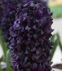 Hyacint Midnight Sky - Hyacinthus - cibule hyacintů - 1 ks