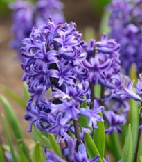 Hyacint Blue Pearl - Hyacinthus - cibule hyacintů - 1 ks