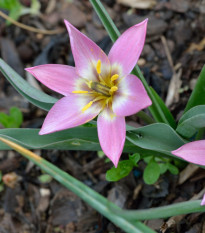 Tulipán Aucheriana - Tulipa - cibule tulipánů - 3 ks