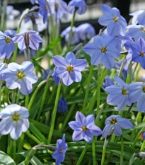 Jarní hvězdička Jessie - Ipheion uniflorum - cibule hvězdiček - 5 ks