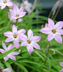 Jarní hvězdička Rolf Fiedler - Ipheion uniflorum - cibule hvězdiček - 5 ks